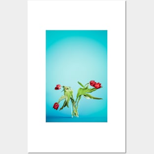 Wilted tulip flowers in the glass Posters and Art